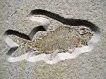 Propterus microstomus